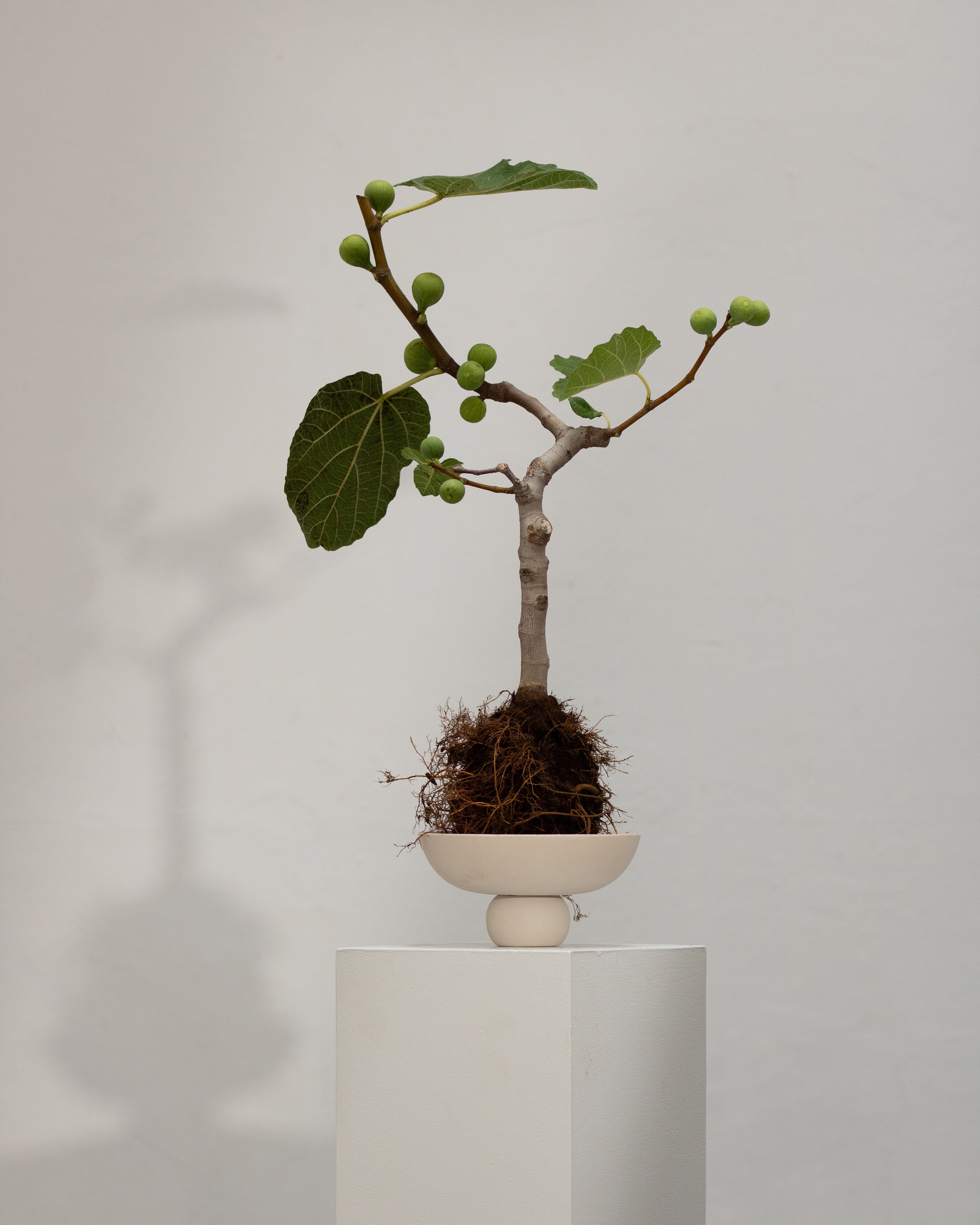 101 Copenhagen - Baburu Bowl, Mini - Birch - Bowl