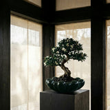 Bloom Tray, Big - Dark Green