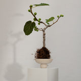 Baburu Bowl, Mini - Birch