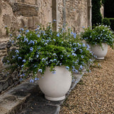 Sunao Plant Pot, Medio - Birch