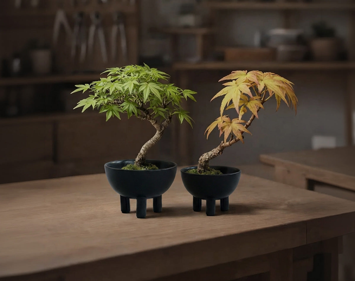 Duck bowls in Dark green