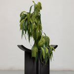 Brutus Stool - Coffee with plants