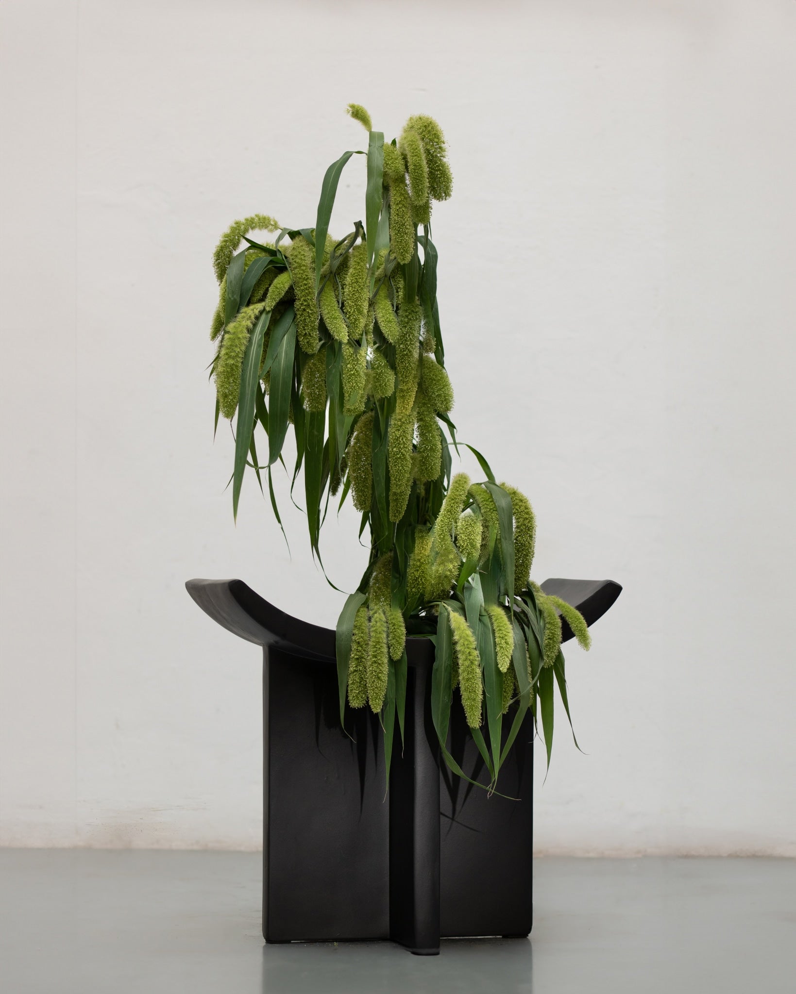 Brutus Stool - Coffee with plants